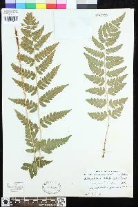 Dryopteris cristata image