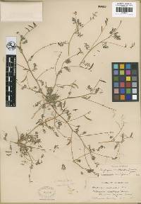 Astragalus acutirostris image