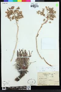 Dudleya densiflora image