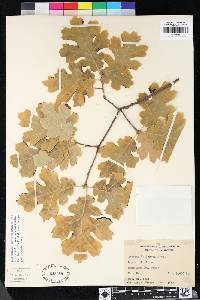 Quercus kelloggii image