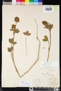 Trifolium amoenum image