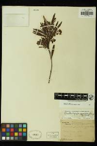 Ornithostaphylos oppositifolia image