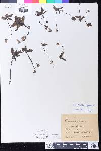 Pinguicula alpina image