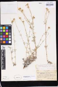 Eriophyllum lanatum var. achilleoides image