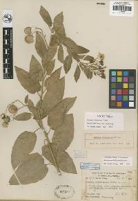 Solanum wallacei image