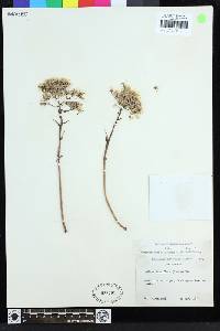Dudleya densiflora image