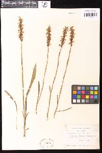 Spiranthes cernua image