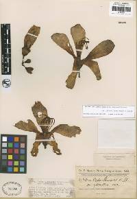 Image of Ceiba pubiflora