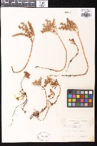 Sedum spathulifolium image