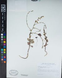 Streptanthus brachiatus image