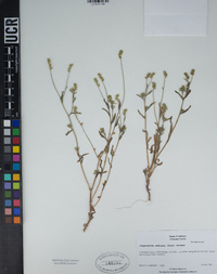 Cryptantha ambigua image