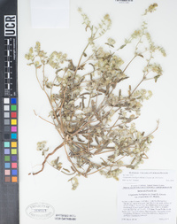 Cryptantha barbigera image