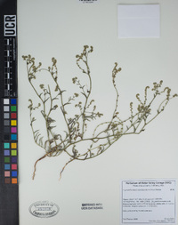 Cryptantha dumetorum image