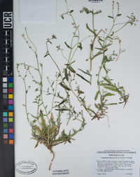 Cryptantha dumetorum image