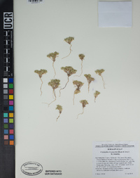 Cryptantha circumscissa image