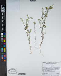 Cryptantha echinella image