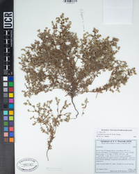 Cryptantha leiocarpa image