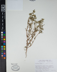 Cryptantha maritima image