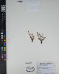 Cryptantha micromeres image