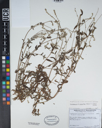 Cryptantha microstachys image