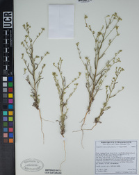 Cryptantha microstachys image