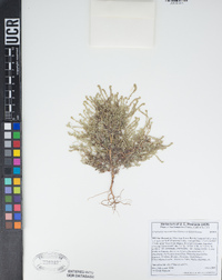 Cryptantha microstachys image