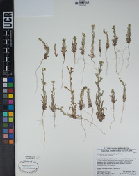 Cryptantha microstachys image