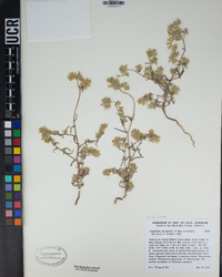 Cryptantha nevadensis image