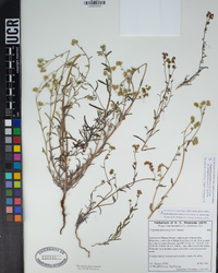 Cryptantha pterocarya var. pterocarya image