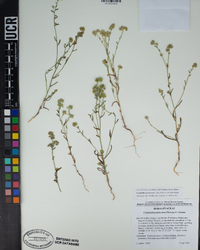 Cryptantha pterocarya var. pterocarya image