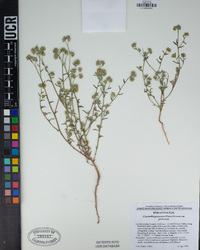 Cryptantha pterocarya image