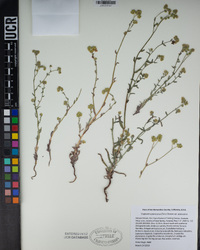 Cryptantha pterocarya image