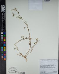 Cryptantha recurvata image