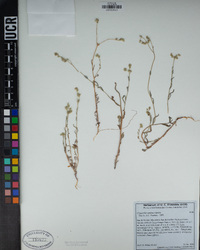 Cryptantha simulans image