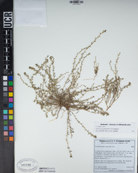 Pectocarya peninsularis image