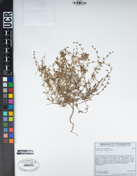 Pectocarya recurvata image