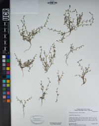 Pectocarya recurvata image