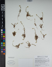 Plagiobothrys collinus image
