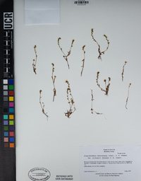 Plagiobothrys chorisianus var. hickmanii image