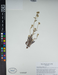 Simpsonanthus jonesii image
