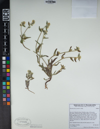 Simpsonanthus jonesii image