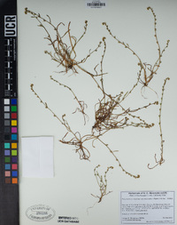 Plagiobothrys stipitatus var. micranthus image