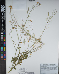Brassica fruticulosa image