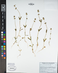 Plectritis ciliosa image