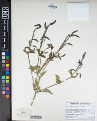 Verbena lasiostachys var. lasiostachys image