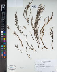 Phoradendron juniperinum image