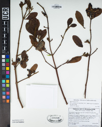 Phoradendron leucarpum subsp. macrophyllum image