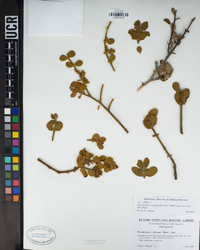 Phoradendron leucarpum image