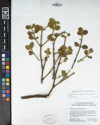 Phoradendron leucarpum image