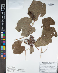 Vitis californica image